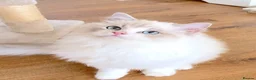 Ragdoll cats for sale: READY NOW *** GCCF REGISTERED RAGDOLL KITTENS - Advert 10