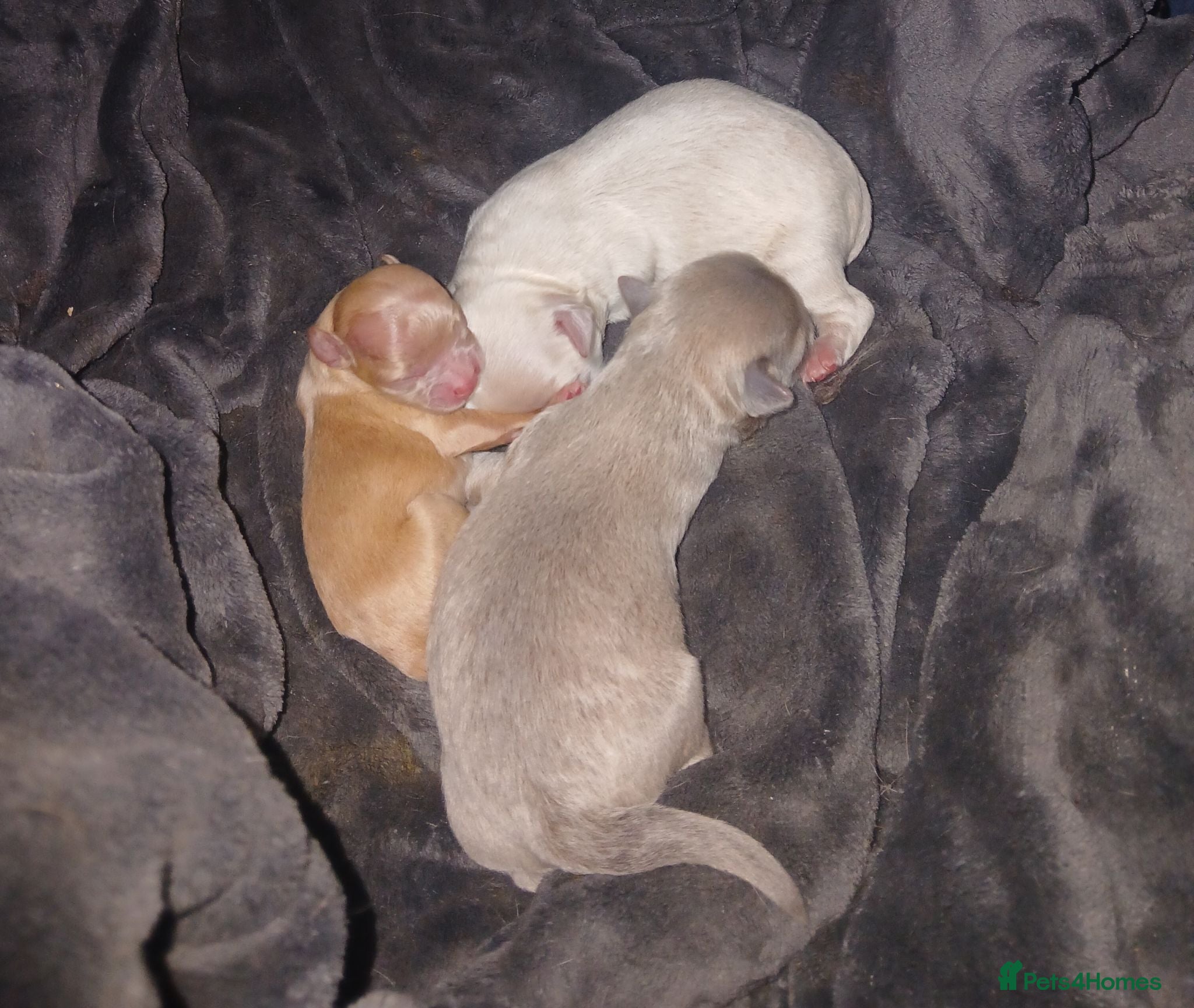 Chihuahua dogs 3 little chihuahua pups for sale  - Advert 1