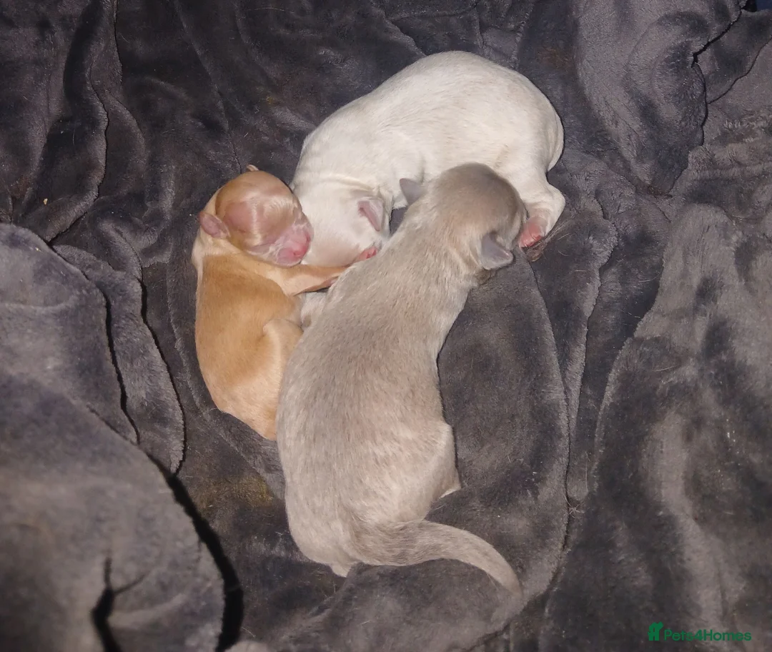 Chihuahua dogs for sale: 3 little chihuahua pups for sale  in Manchester - Advert 1