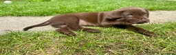 Labrador Retriever dogs for sale: KC Registered Labrador Puppies - Advert 14