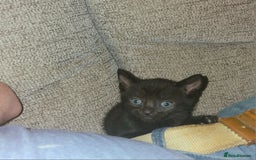 British Shorthair cats for sale: 4 Beautiful Black Kittens  - Image 7