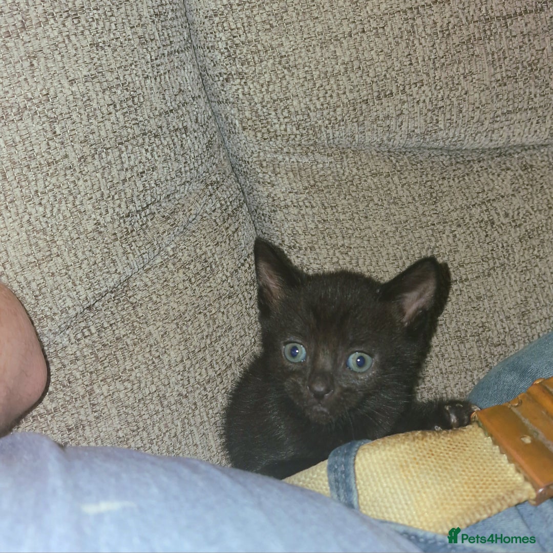 British Shorthair cats for sale: 4 Beautiful Black Kittens  - Image 7