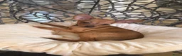 Russian Toy Terrier dogs for sale: Russian Toy Terrier - Advert 16