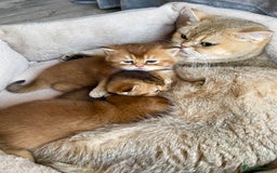 British Shorthair cats for sale: GCCF reg Golden BSH kittens - Advert 9