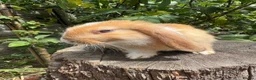 Mini Lop rabbits for sale: Gorgeous Friendly Mini Lop Bunny - Advert 3