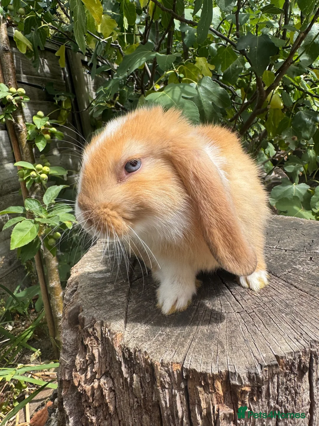 Mini Lop rabbits for sale: Gorgeous Friendly Mini Lop Bunny - Advert 3
