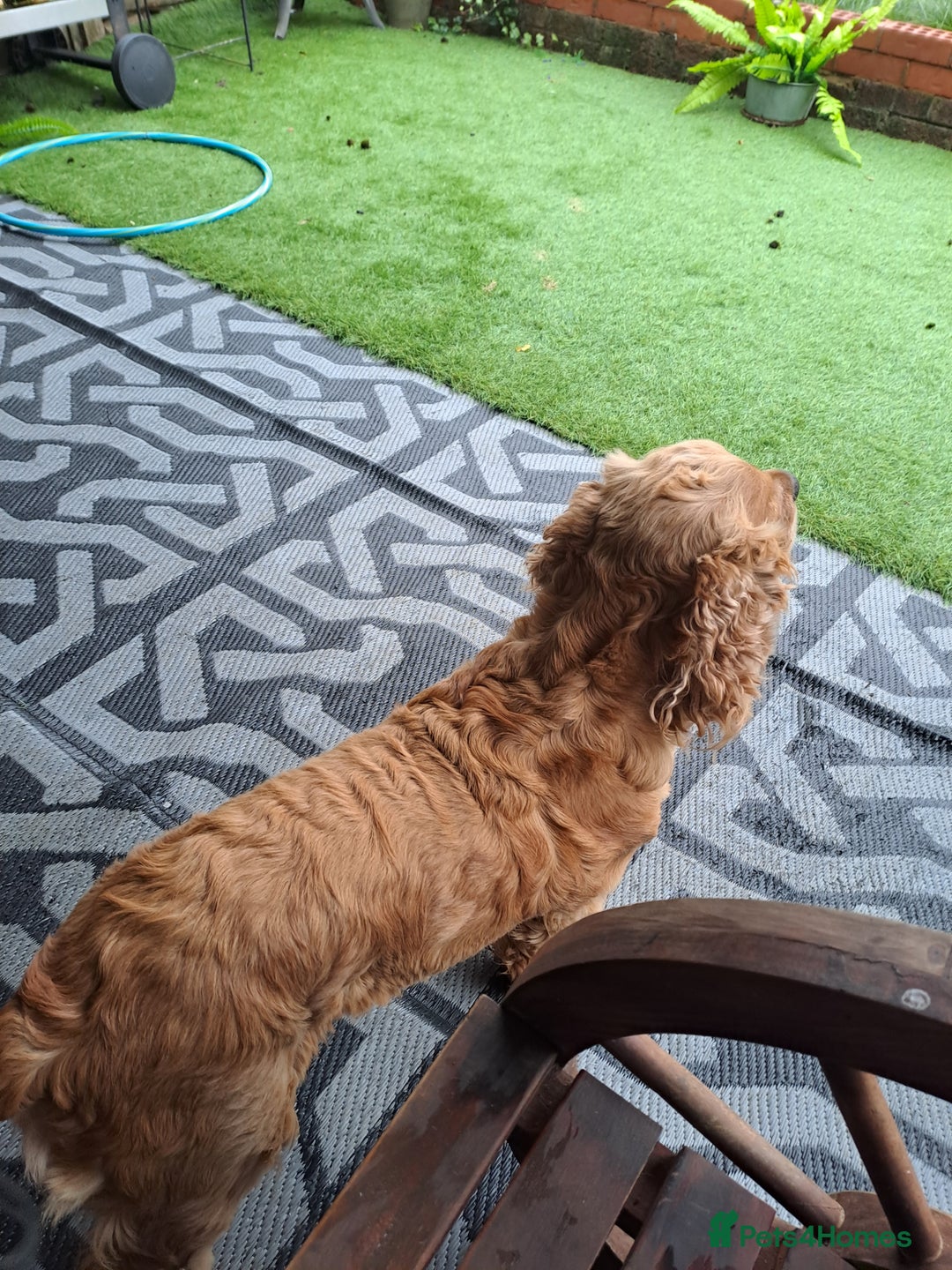 Cocker Spaniel dogs for sale: Cocker Spaniel  - Image 2