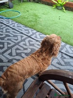 Cocker Spaniel dogs - Advert 4