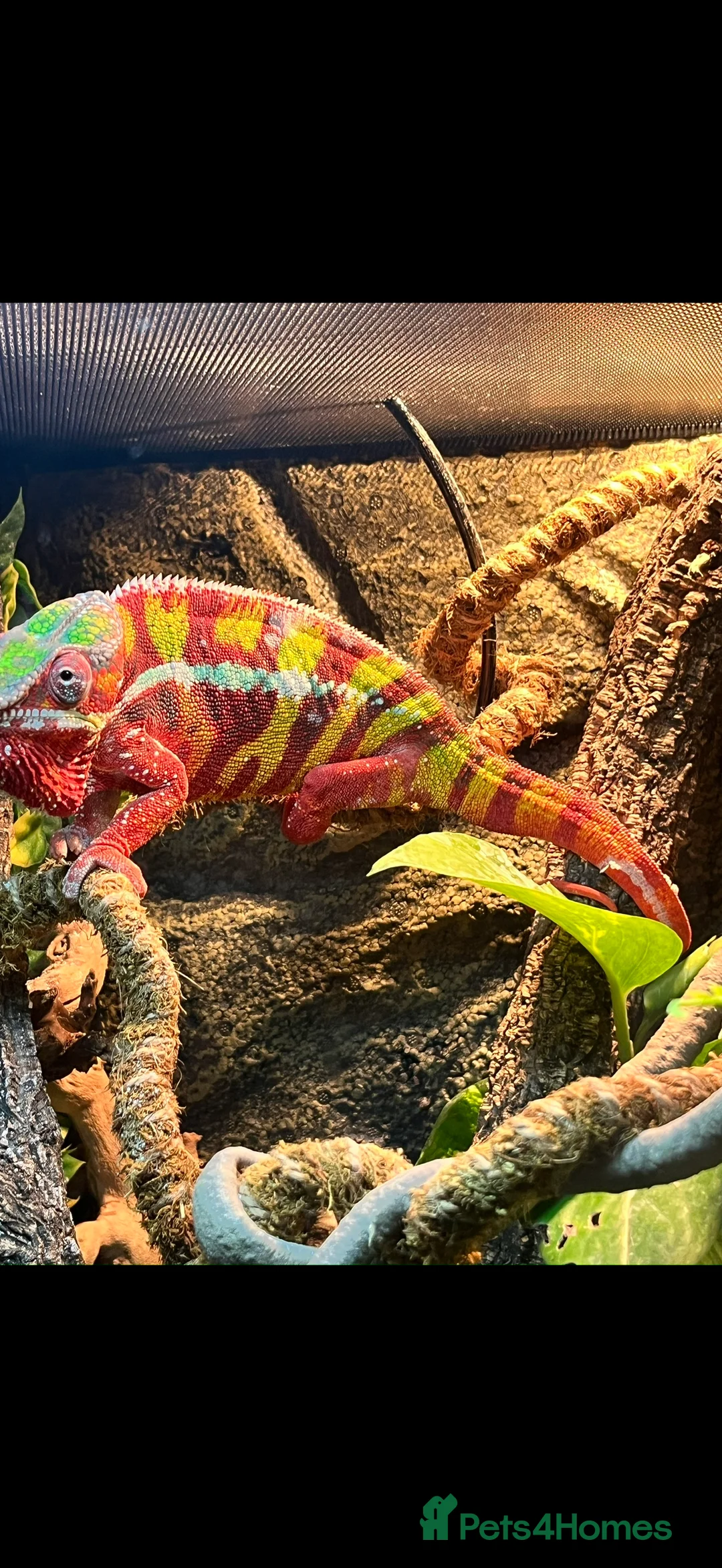 Chameleon reptiles for sale: Ambomile chameleon - Advert 6