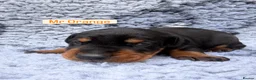 Dobermann dogs for sale: 2 girls left ❤️ Doberman Puppies - Advert 37