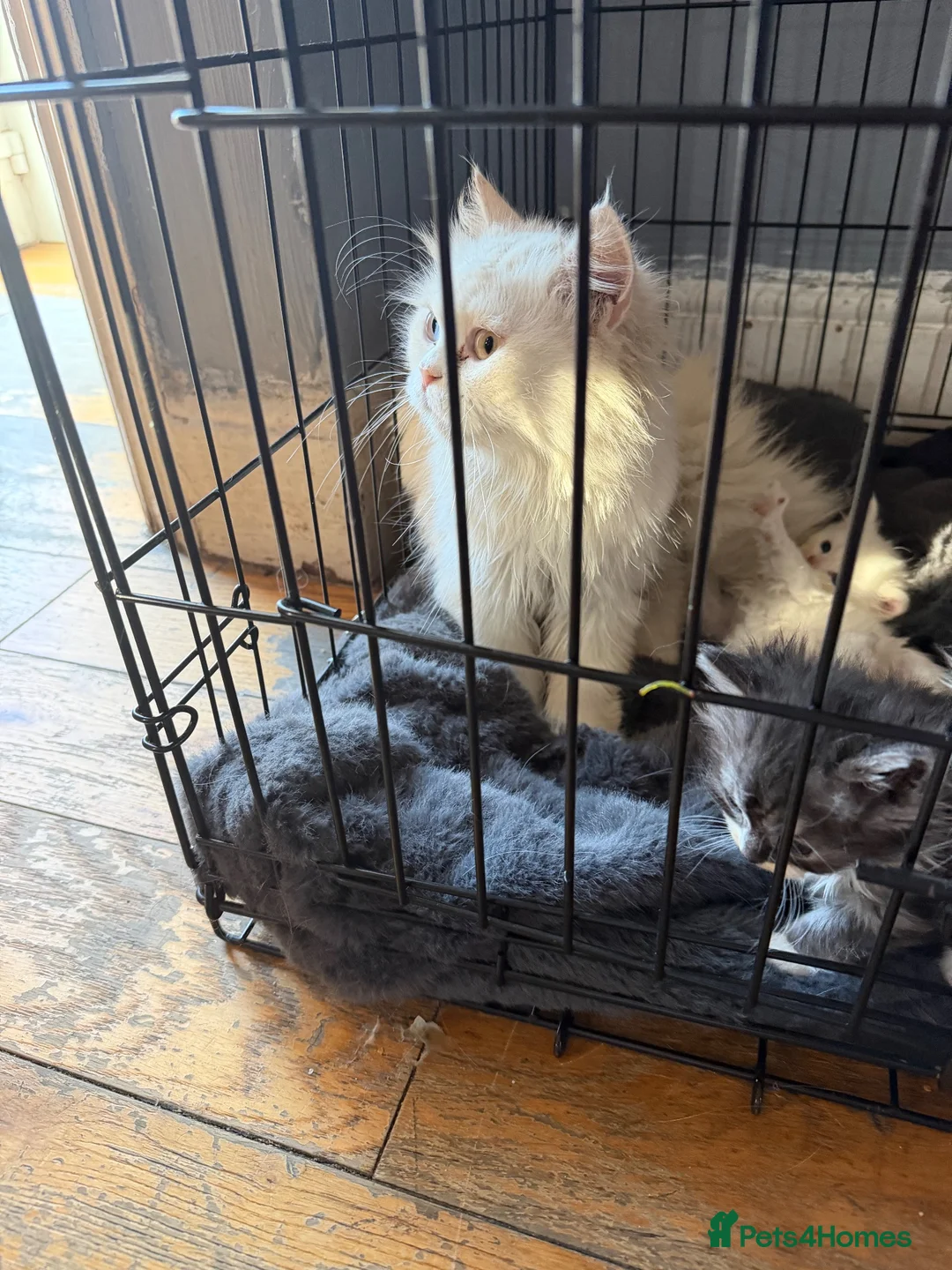 Persian cats for sale: Persian kittens in Falmouth - Advert 1