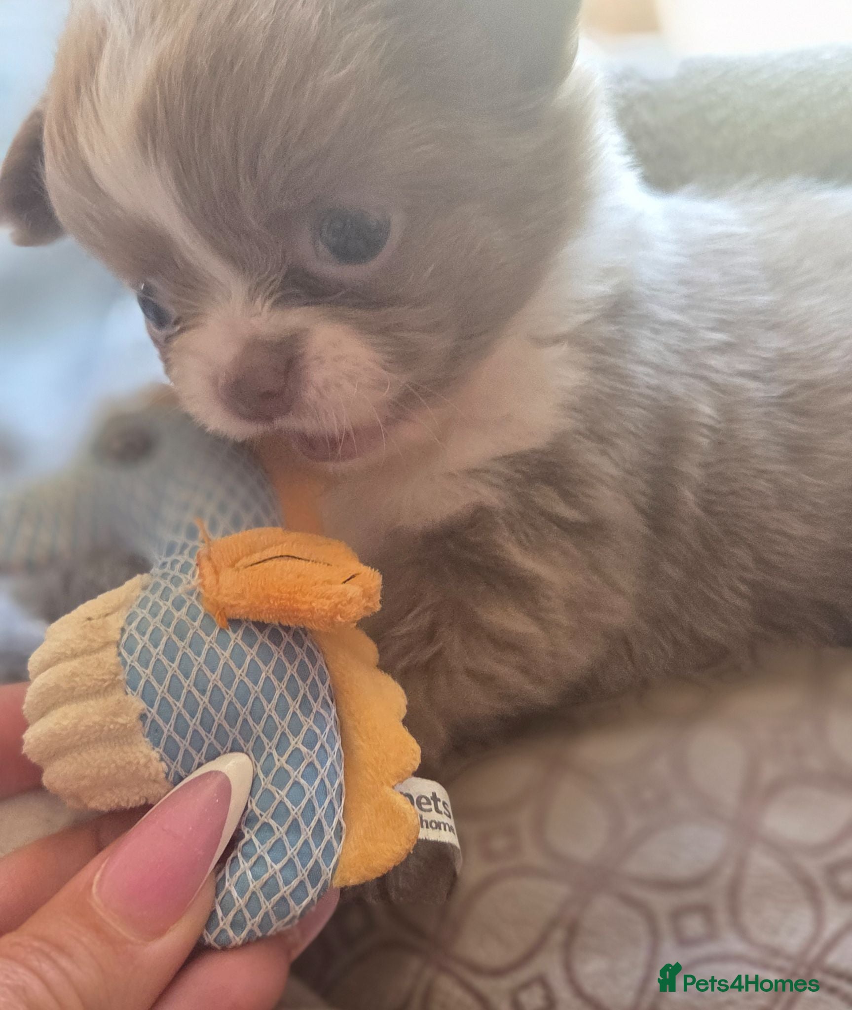 Chihuahua dogs Quality Chihuahua babies - Advert 1