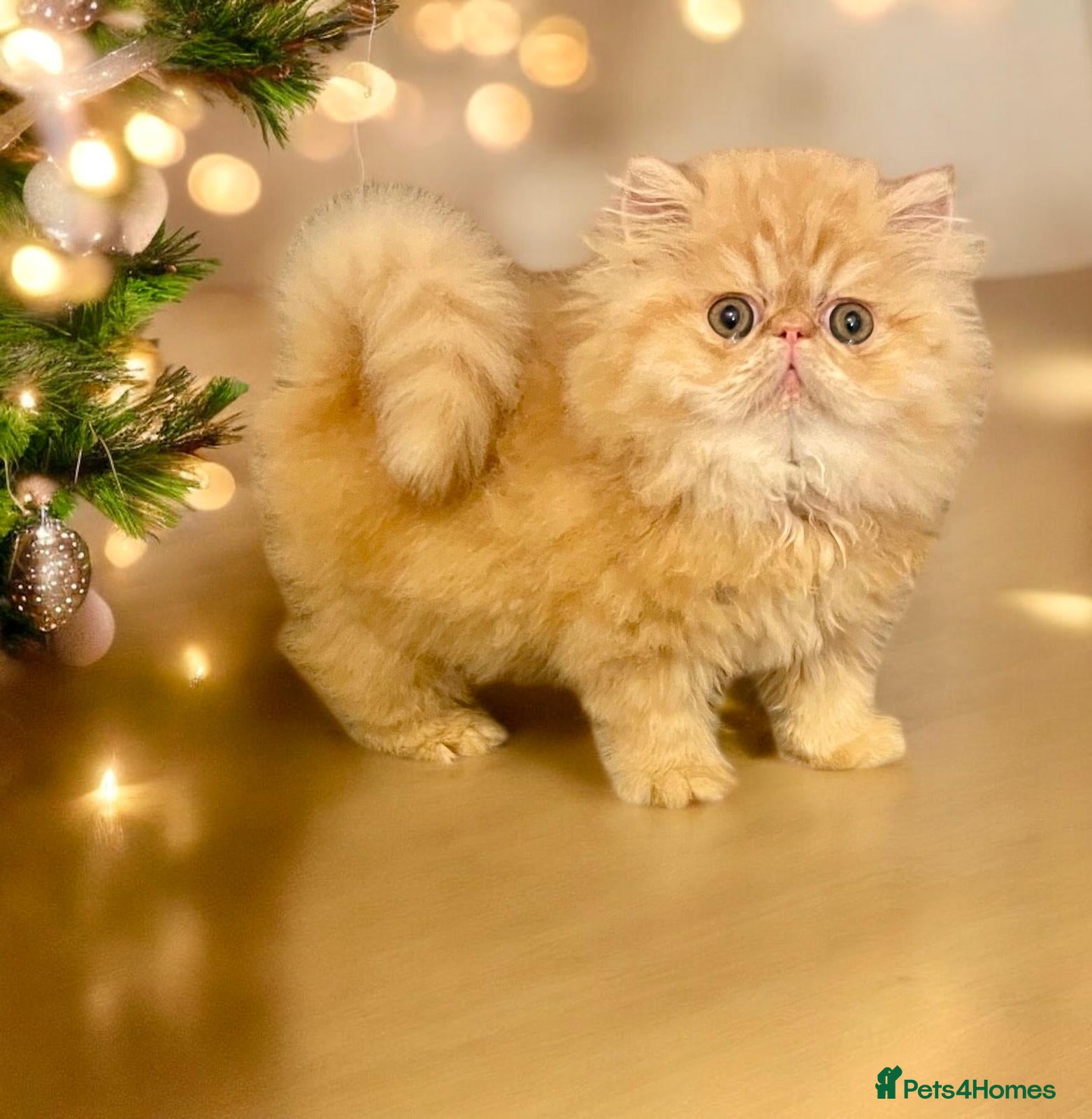 Persian cats PEDIGREE REGISTERED PERSIAN - Advert 1