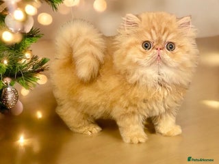 Persian cats PEDIGREE REGISTERED PERSIAN - Advert 1