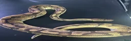 Snake reptiles for sale: Ball/royal pythons - Advert 5