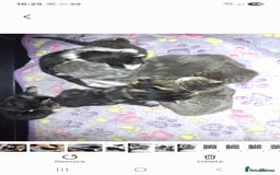 Mixed Breed cats for sale: Mixed colour kittens  - Image 7