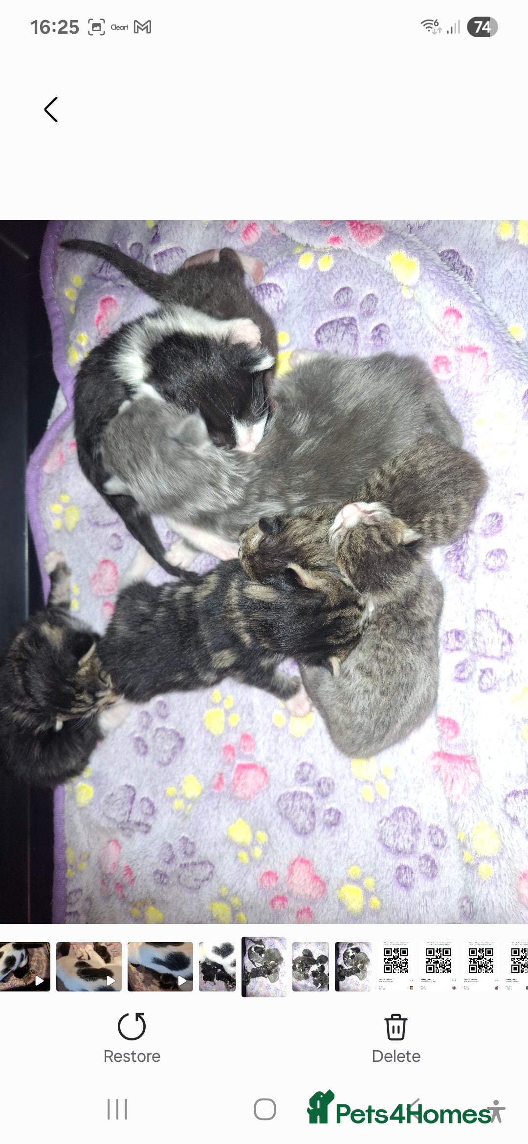 Mixed Breed cats for sale: Mixed colour kittens  - Image 7