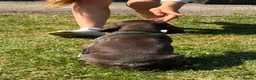 German Shorthaired Pointer dogs for sale: German Short Haired Pointer Puppies KC reg  - Advert 13