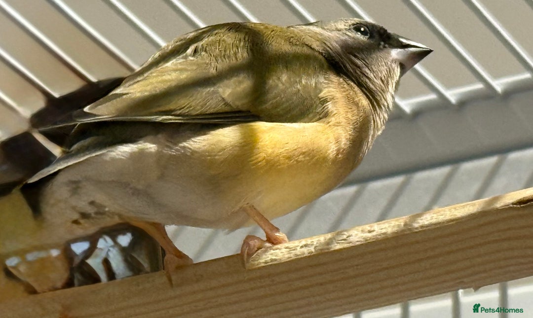 Finches birds for sale: gouildan finches available Runcorn  - Advert 6