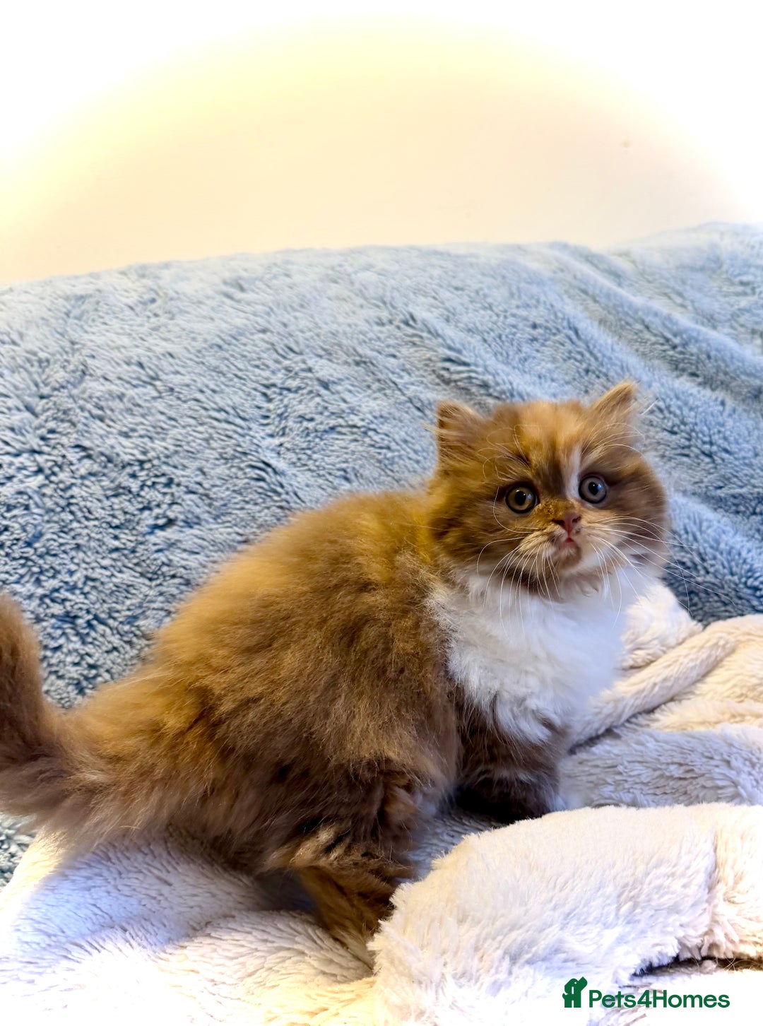 British Longhair cats for sale: British Longhair girls TICA registered  - Advert 2