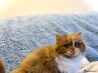 British Longhair cats British Longhair girls TICA registered - Advert 4