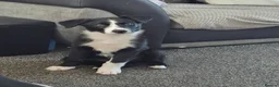 Border Collie dogs for sale: Boreder collie  in Hull - Advert 2