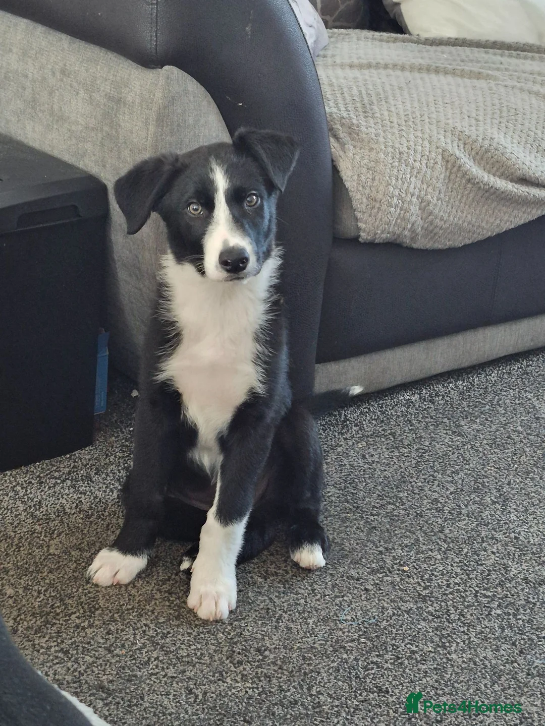 Border Collie dogs for sale: Boreder collie  in Hull - Advert 2
