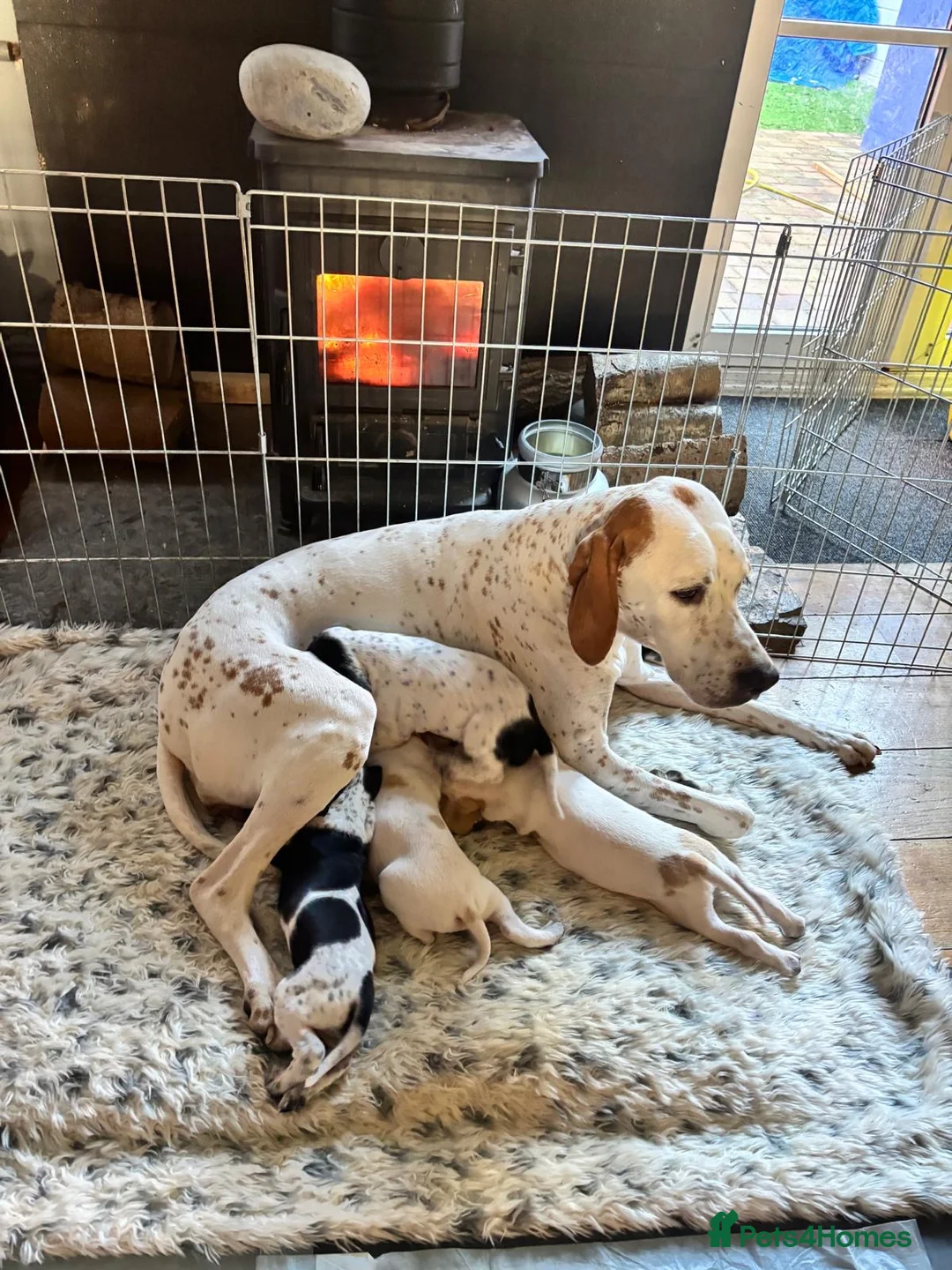 Pointer dogs for sale: Last gorgeous puppy looking for a loving home  - Advert 10