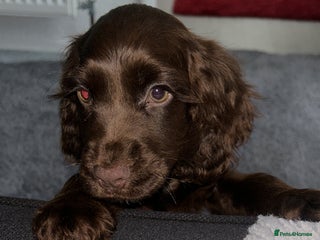 Cocker Spaniel dogs 🐶 adorable show cocker spaniel puppies 🐶 - Advert 3
