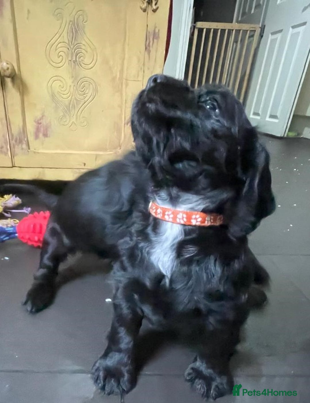 Cocker Spaniel dogs for sale: Working Cocker Spaniels - Image 24