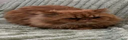 Persian cats for sale: Stunning Pure Ginger Persian Male Cat - Advert 4