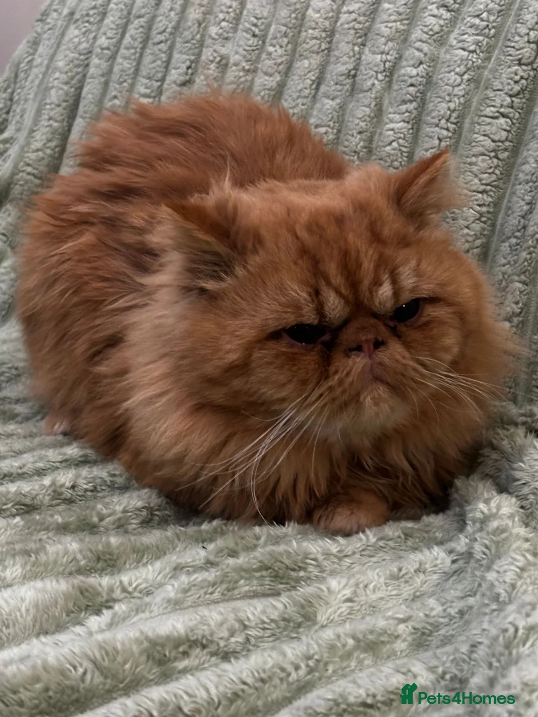 Persian cats for sale: Stunning Pure Ginger Persian Male Cat - Advert 4