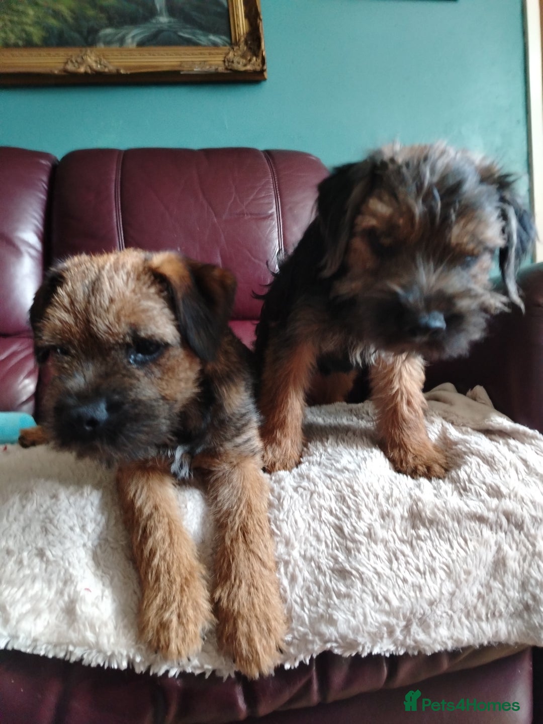 Border Terrier dogs for sale: Border Terrier girls available  - Image 5