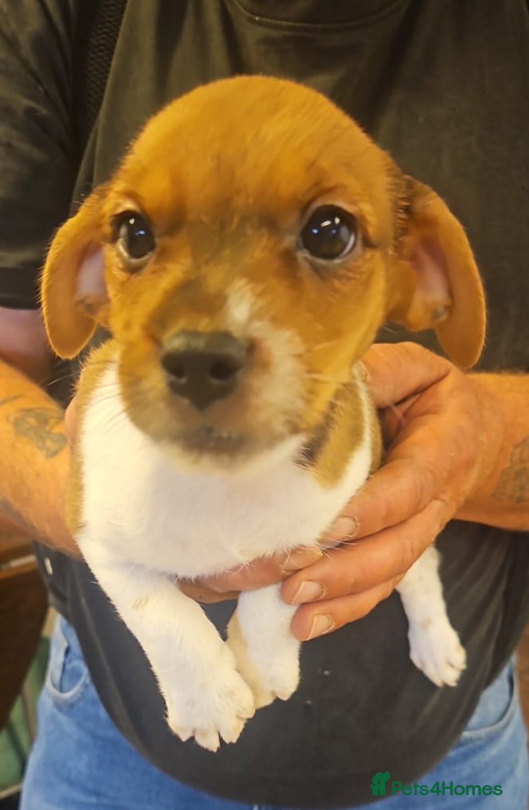 Mixed Breed dogs for sale: Boarder terrier x jack Russell  - Image 6