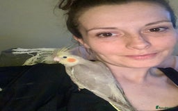 Cockatiels birds for sale: Hand Reared Cockatiel  - Image 5