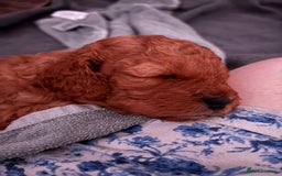 Cavapoo dogs for sale: Playful, affectionate, red Cavapoo puppies  - Image 26