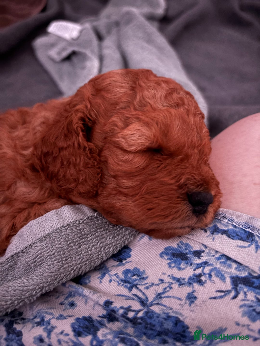 Cavapoo dogs for sale: Playful, affectionate, red Cavapoo puppies  - Image 26