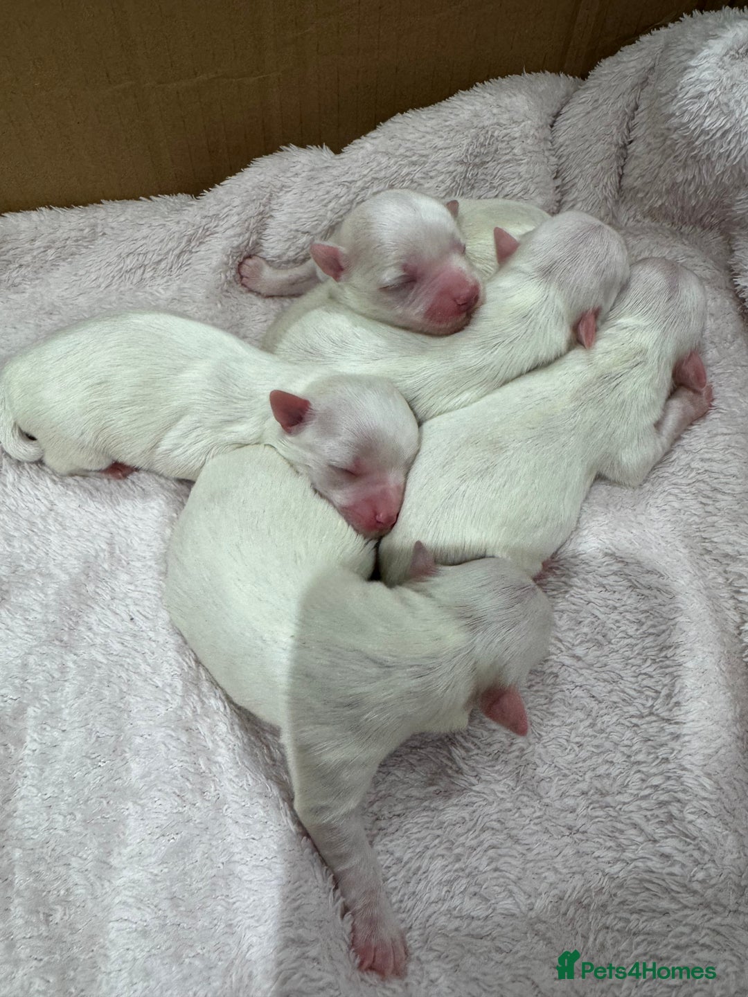 Maltese dogs for sale: Maltese puppies - Image 2