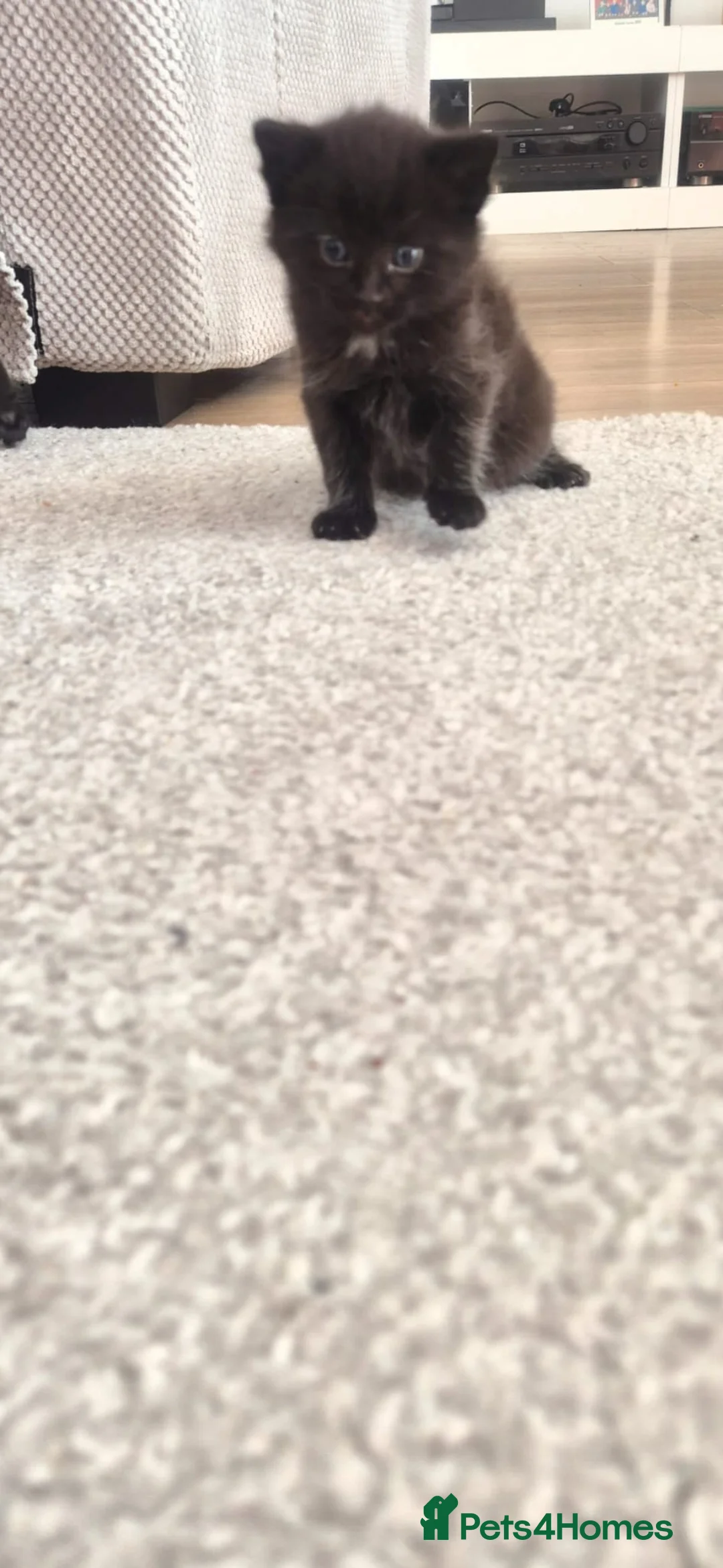 Mixed Breed cats for sale: cute kittens 😀 - Advert 3