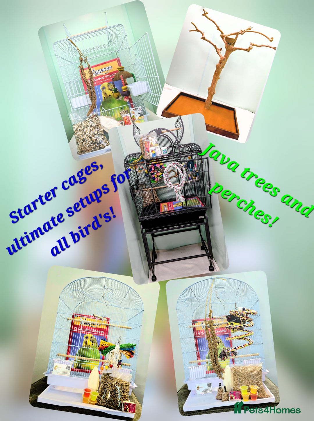 Budgerigars birds for sale: Beautiful Baby Budgies Ready now!!! - Image 3
