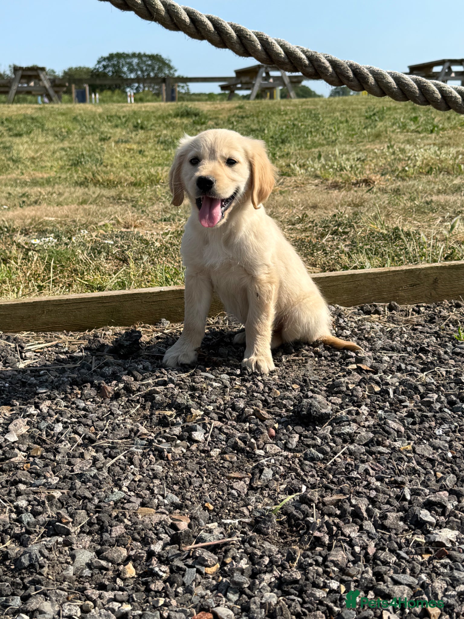 Golden Retriever dogs The most beautiful Golden Retriever pups  - Advert 1