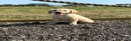 Golden Retriever dogs for sale: The most beautiful Golden Retriever pups  - Advert 1