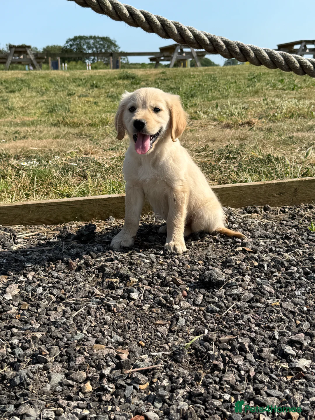 Golden Retriever dogs for sale: The most beautiful Golden Retriever pups  - Advert 1