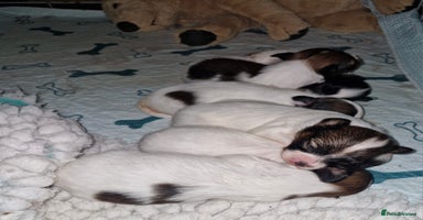 Papillon dogs KC Papillons DNA tested parents  - Advert 7