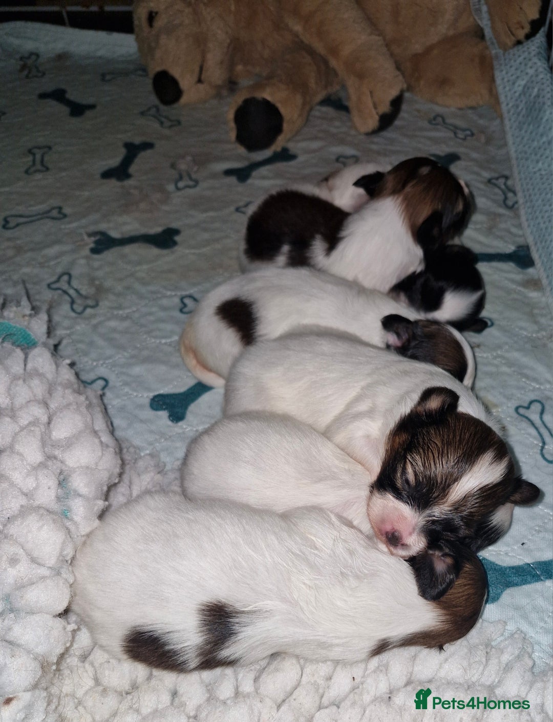 Papillon dogs for sale: KC Papillons DNA tested parents  - Advert 3