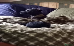 Patterdale Terrier dogs for sale: Super cute little girl, ready for forever home - Advert 8