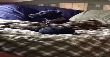 Patterdale Terrier dogs Super cute little boy, ready for forever home - Advert 3