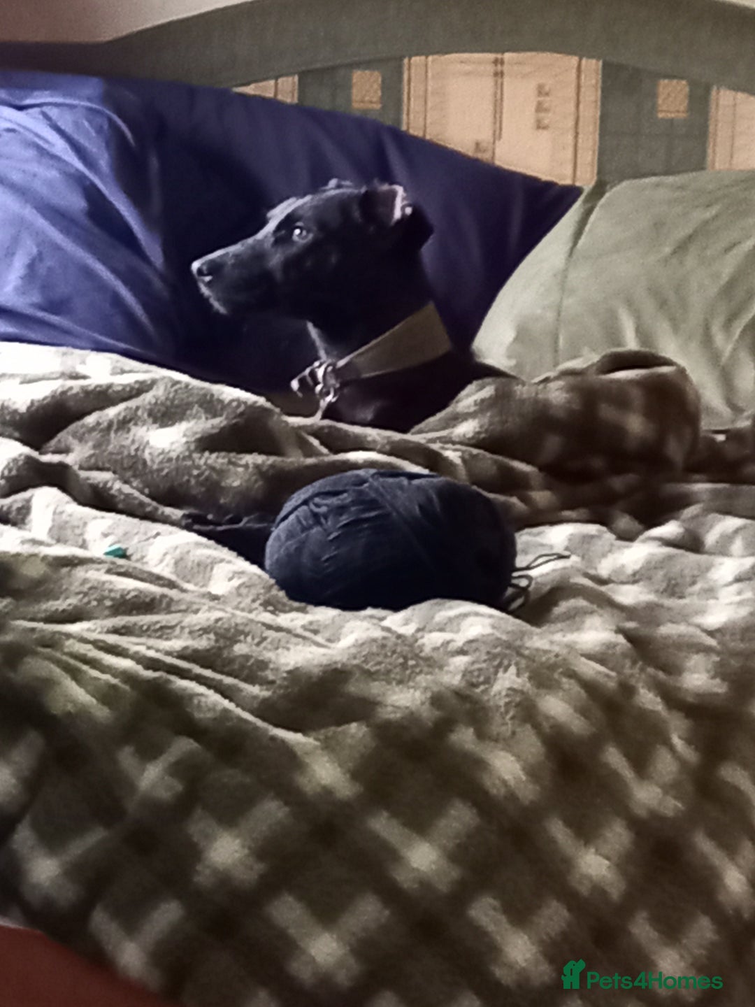 Patterdale Terrier dogs for sale: Super cute little girl, ready for forever home - Advert 8