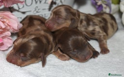 Miniature Dachshund dogs for sale: KC Long Coat Miniature Dachshund Puppies - Image 1