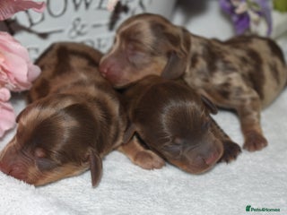 Miniature Dachshund dogs - Advert 34